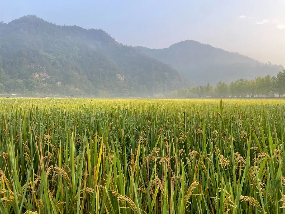 17688995322398442lib.jpg 3.jpg